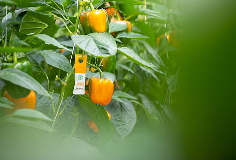 Medidas preventivas para alergias a nuestros productos