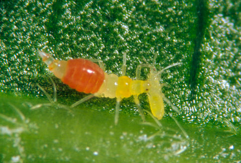 Cómo enfrentar la amenaza global de los trips invasores