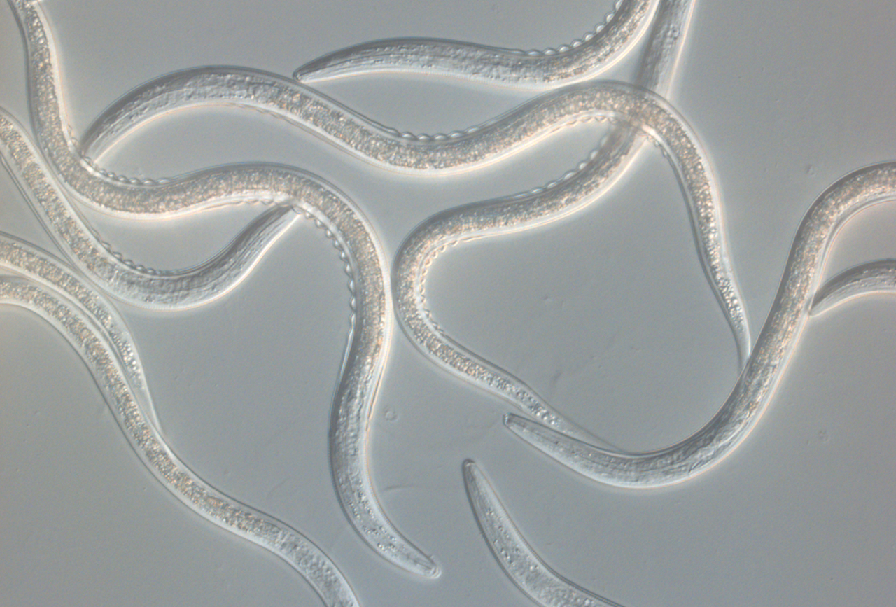 Koppert Perú obtiene la aprobación del registro de sus nematodos benéficos, revolucionando el control de plagas en la agricultura local