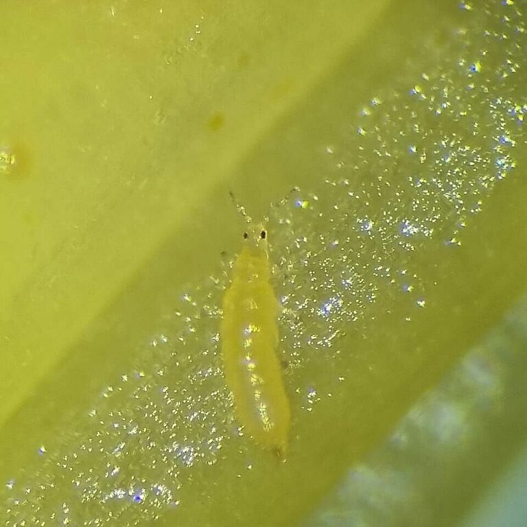 Banana thrips Chaetanaphothrips signipennis on leaf