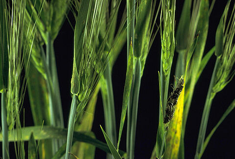 Carbón desnudo en cebada