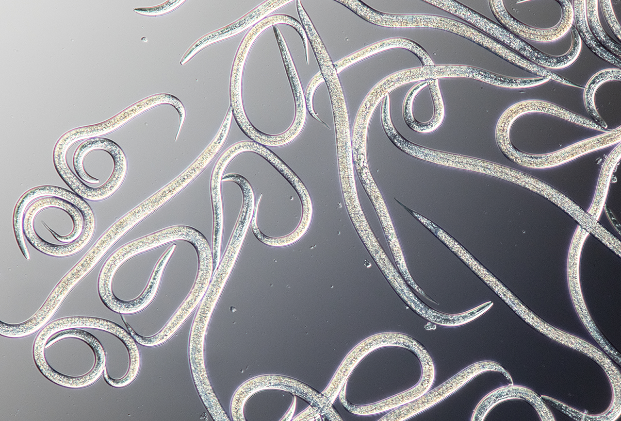 Koppert Perú: Aprobación Otorgada para Nematodos Benéficos