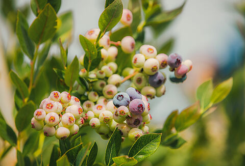 Apoyo para su cultivo de arándano