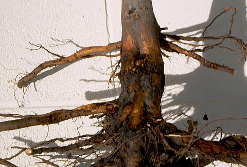 Mal del cuello o podredumbre basal en manzano