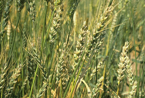 Carbón vestido del trigo