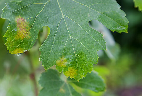 Grape downy mildew