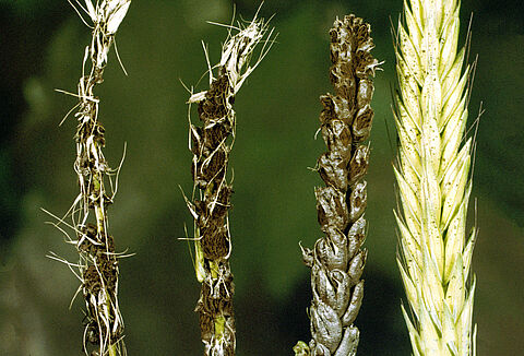 Carbón desnudo en trigo