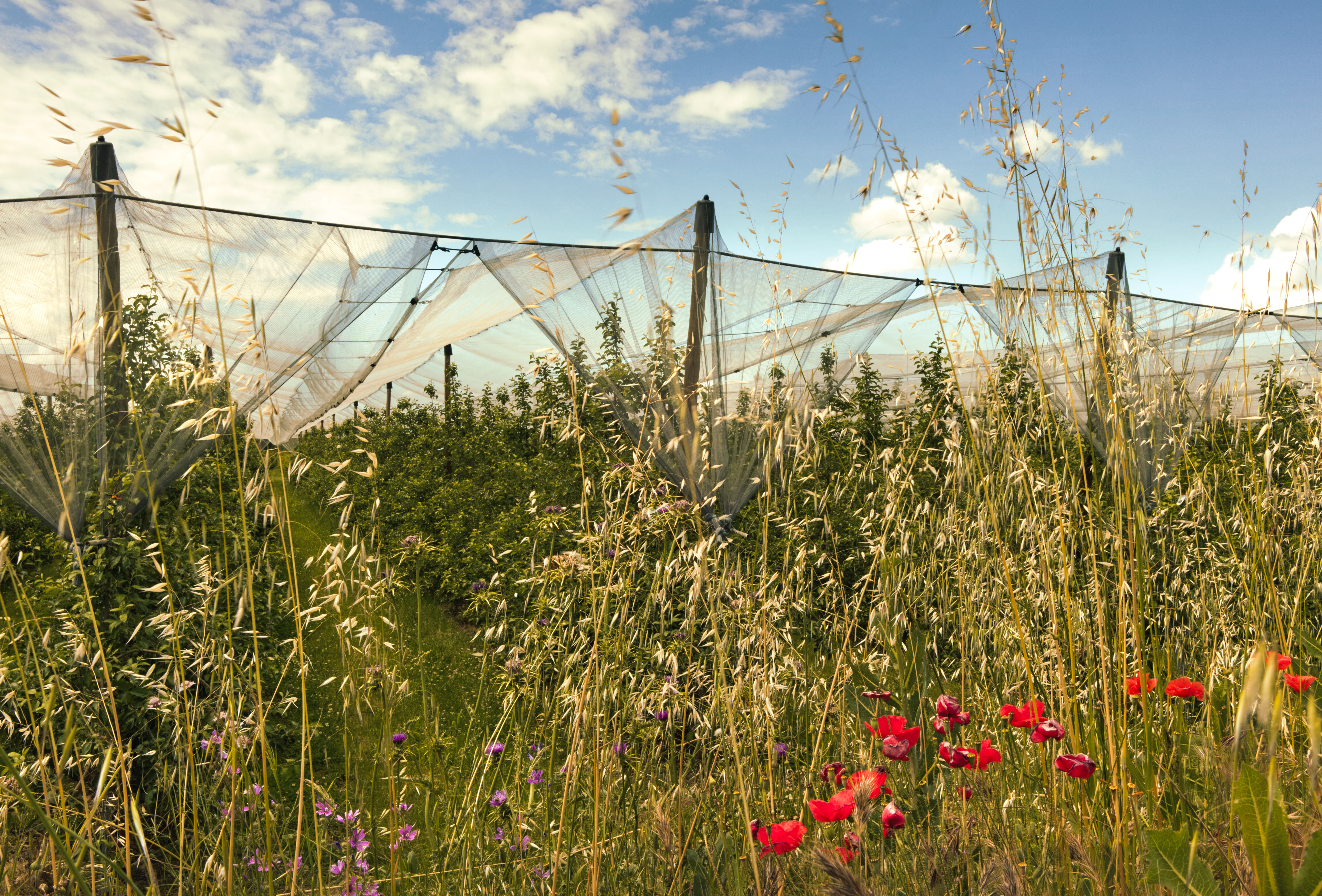 La Biodiversidad cuenta en Koppert
