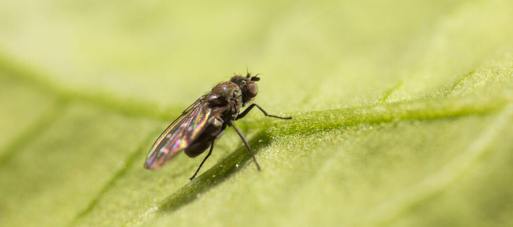 Shore fly Scatella stagnalis Adult