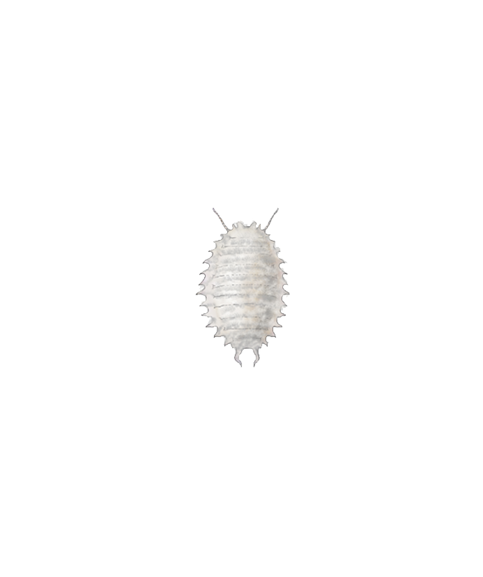 Planococcus citri second instar nymph