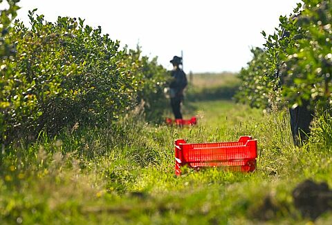 Yes, I’m satisfied with Natupol Booster and Koppert’s services!