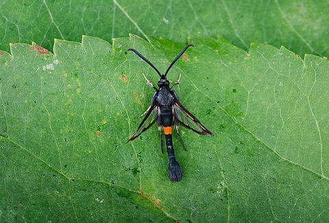 Red-belted clearwing
