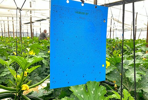 Trampas pegajosas Horiver