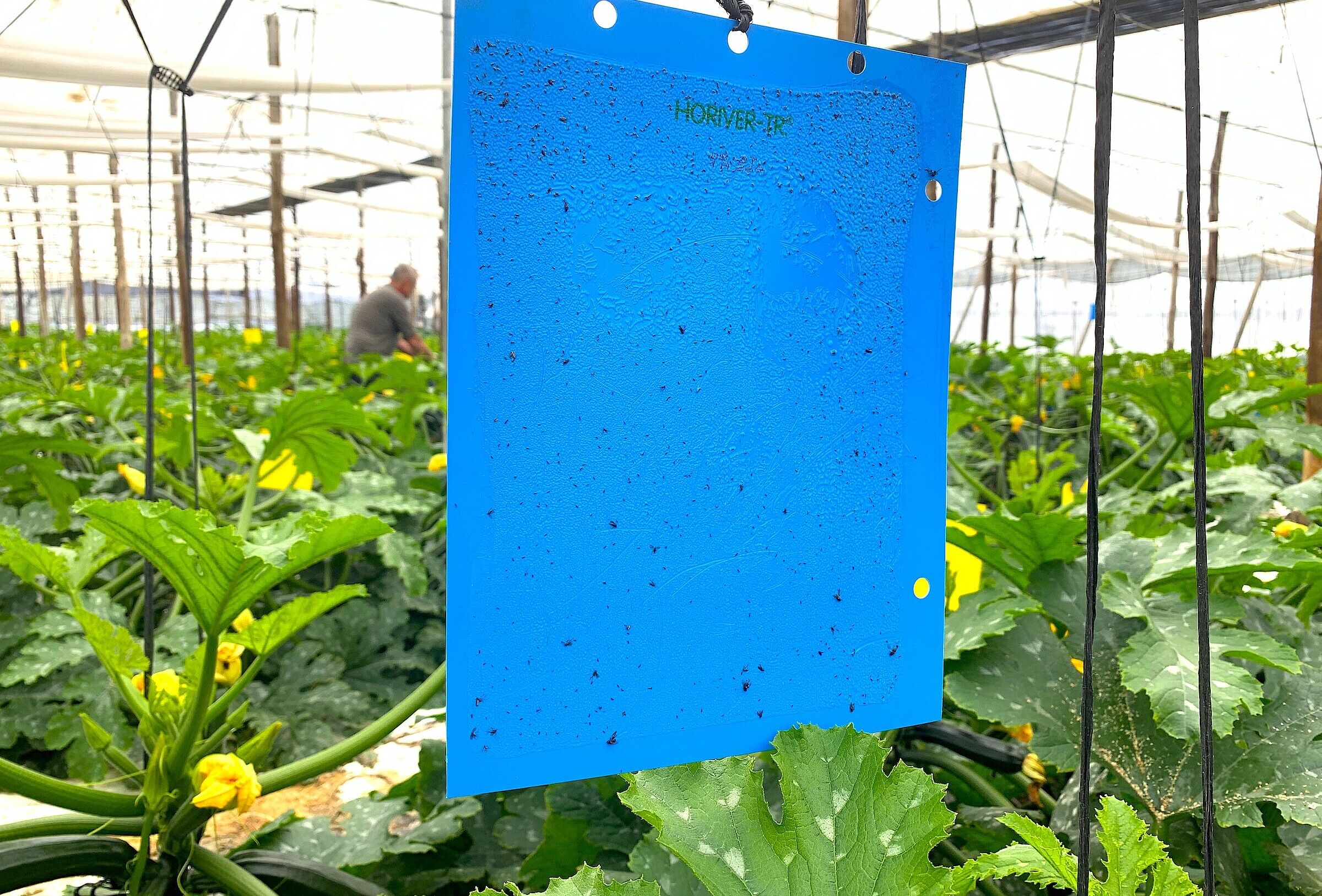 Trampas pegajosas Horiver