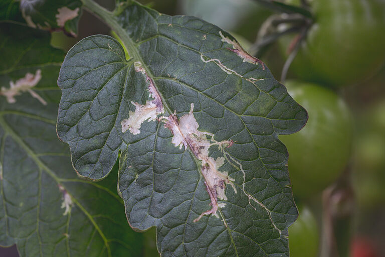 Damage caused by the Tomato leafminer Tuta absoluta