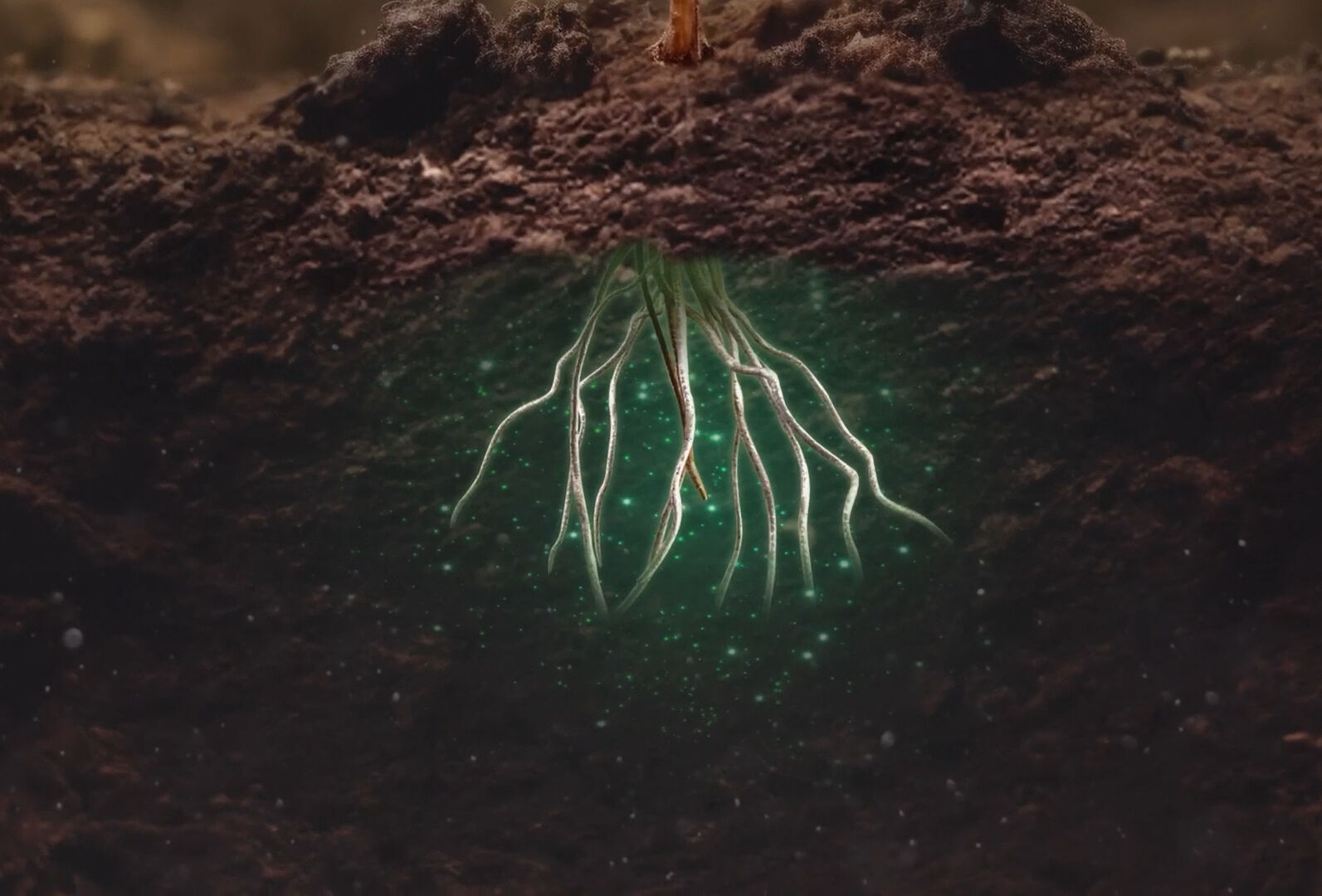 ¡Lanzamiento! Stingray K es más vigor, productividad y calidad para las plantas