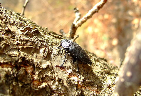 Flatheaded woodborer