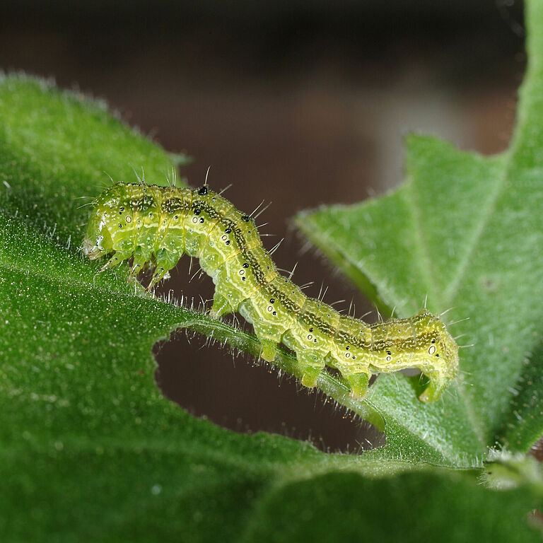 Larva of Tobacco budworm Heliothis virescens