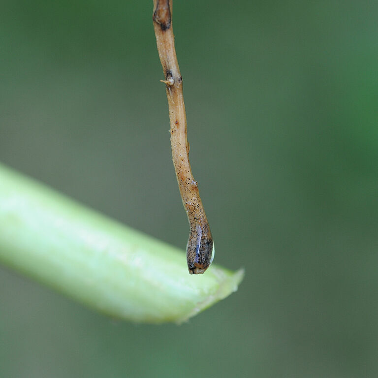 Damage caused by Black root rot of cucumber Phomopsis sclerotioides