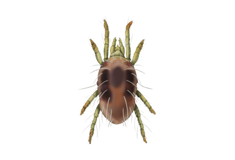 Arañas rojas y otras arañas