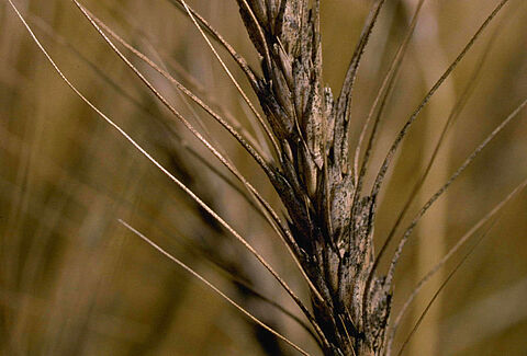 Fusariosis de la espiga
