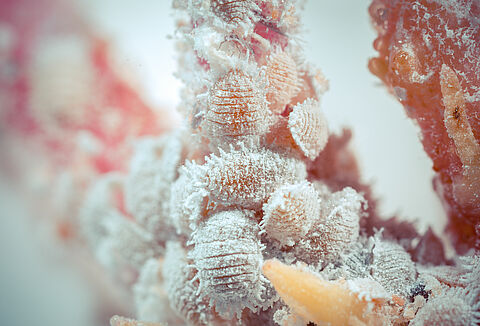 Cochinilla algodonosa