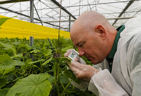 Manejo Integrado de Cultivos: clave para la sostenibilidad comercial