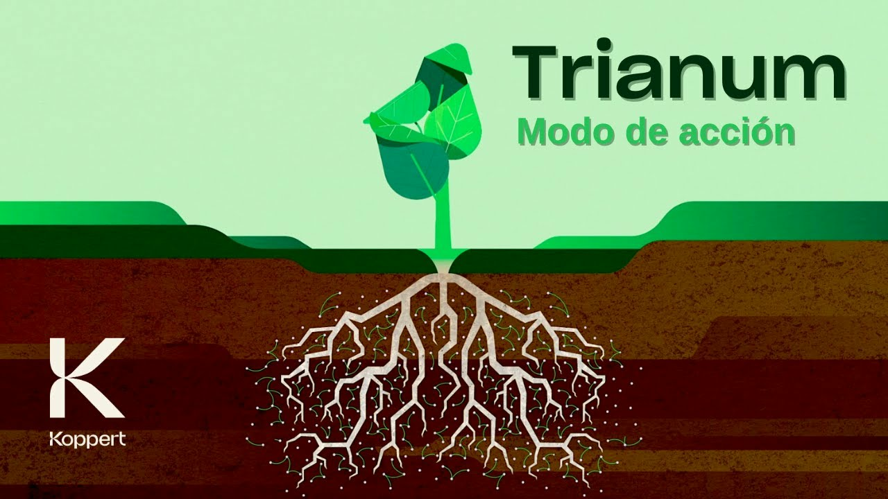 Trianum: así es el modo de acción del biofungicida de Koppert.