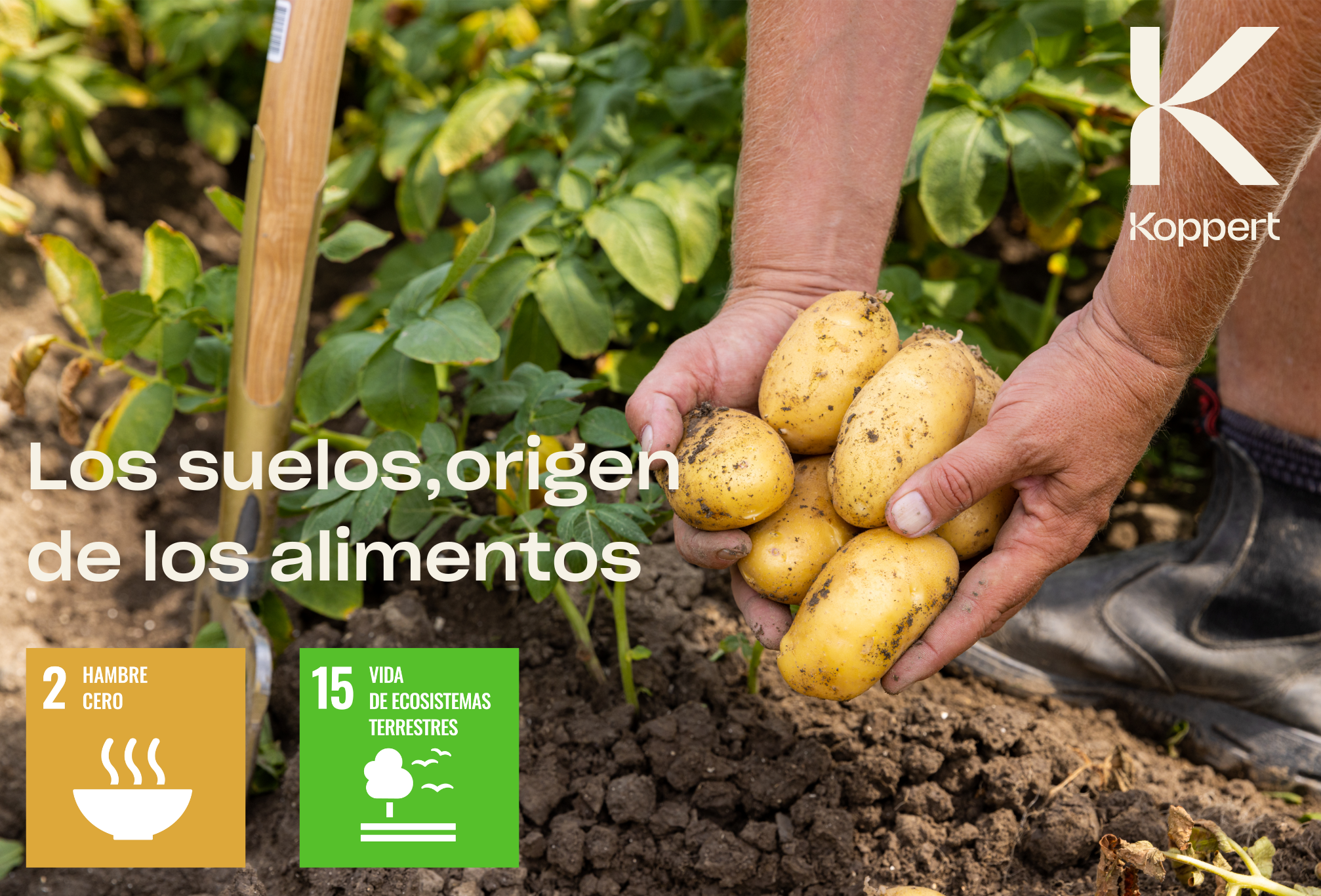 Los suelos, origen de los alimentos