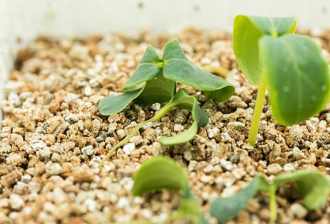 Ahogamiento o Damping-off