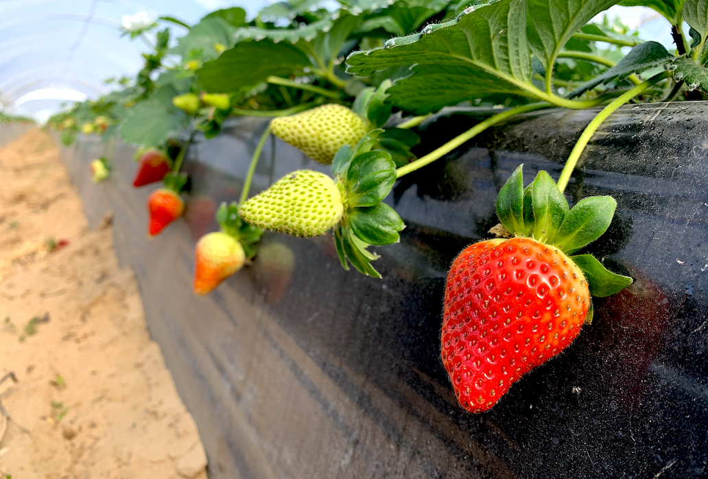 Trips y araña roja: los grandes culpables en la fresa