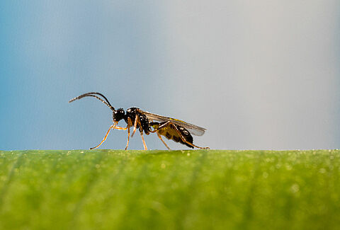 Aphidius ervi