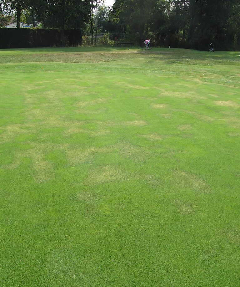 Turf infected by Damping-off Pythium aphanidermatum
