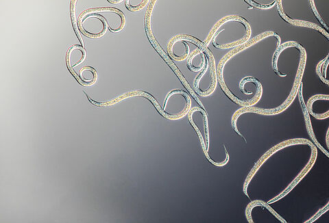 Preguntas frecuentes sobre nematodos