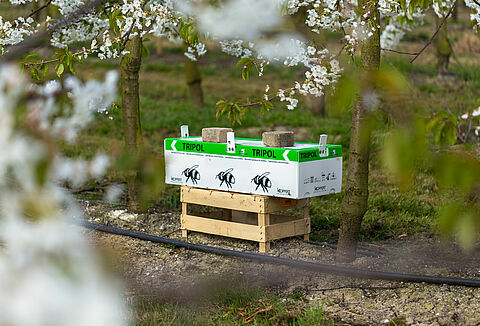 Fruit grower uses Natupol Tripol for outdoor pollination