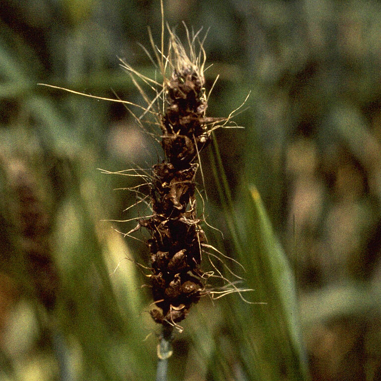 Ustilago nuda barley