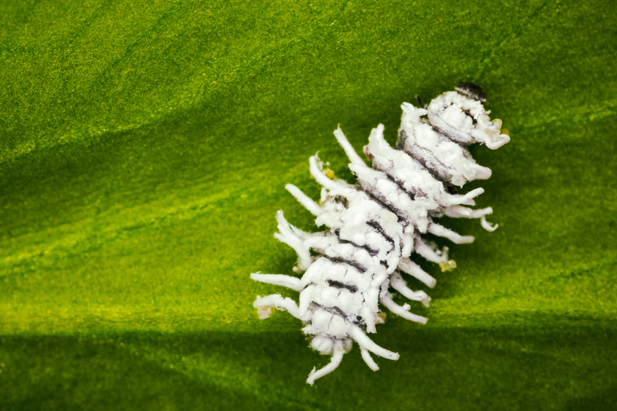 Estado pupal de Crypolaemus montrouzeri