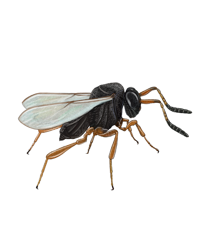 Avispas parasitarias